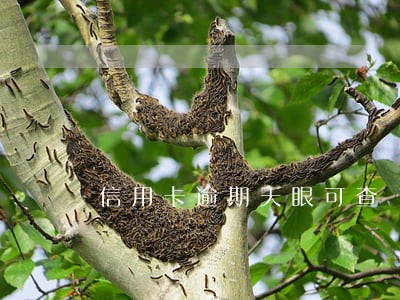 信用卡逾期天眼可查 信用卡逾期天眼可查