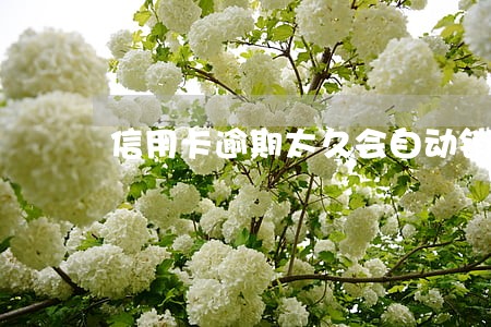 信用卡逾期太久会自动销户吗