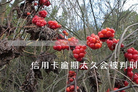 信用卡逾期太久会被判刑吗 信用卡逾期太久会被判刑吗