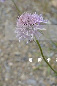 信用卡逾期太久冻结