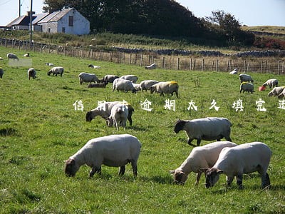 信用卡逾期太久填完进去还能刷吗