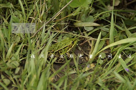 信用卡逾期夫妻共同生活支出 信用卡逾期夫妻共同生活支出