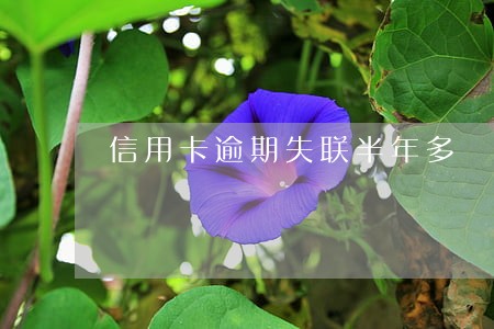 信用卡逾期失联半年多 信用卡逾期失联半年多
