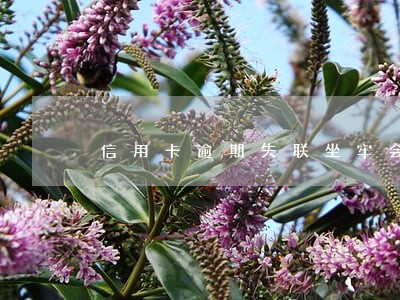 信用卡逾期失联坐牢会多久 信用卡逾期失联坐牢会多久
