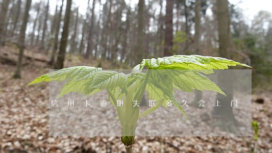 信用卡逾期失联多久会上门 信用卡逾期失联多久会上门
