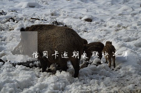 信用卡逾期失联快半年 信用卡逾期失联快半年