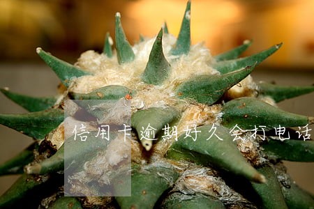信用卡逾期好久会打电话 信用卡逾期好久会打电话