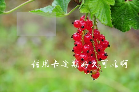 信用卡逾期好久可以啊 信用卡逾期好久可以啊