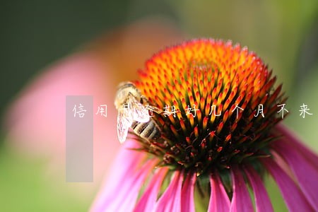 信用卡逾期好几个月不来电话了