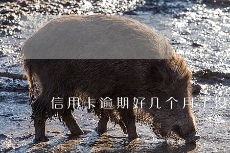 信用卡逾期好几个月了没钱还 信用卡逾期好几个月了没钱还