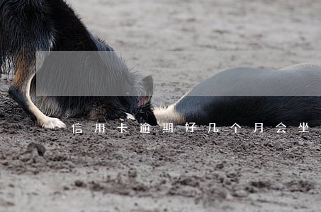 信用卡逾期好几个月会坐牢吗