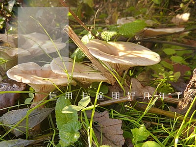 信用卡逾期好几年了,现在想还钱怎么办 信用卡逾期好几年了,现在想还钱怎么办