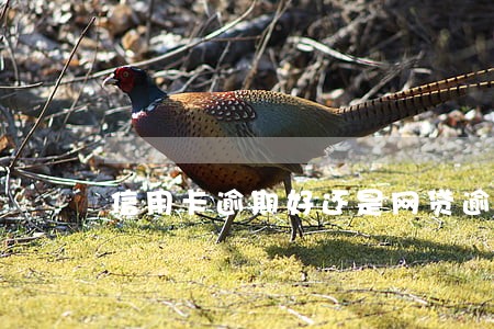 信用卡逾期好还是网贷逾期好 信用卡逾期好还是网贷逾期好