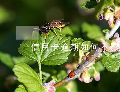 信用卡逾期如何不影响家人 信用卡逾期如何不影响家人