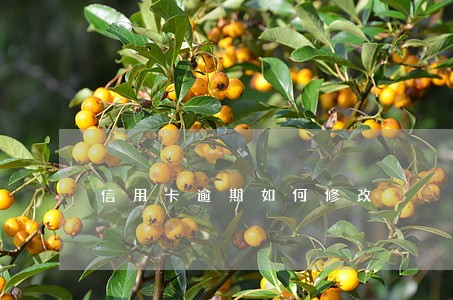 信用卡逾期如何修改 信用卡逾期如何修改