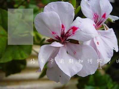 信用卡逾期如何做可以只还本金 信用卡逾期如何做可以只还本金