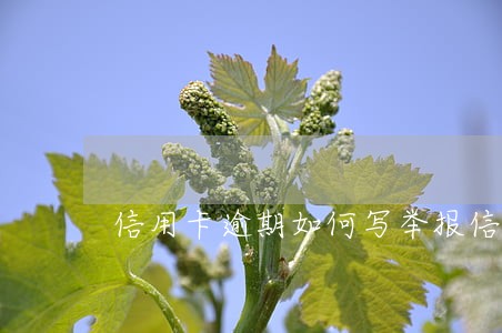 信用卡逾期如何写举报信 信用卡逾期如何写举报信