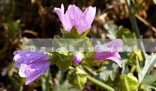 信用卡逾期如何办理延期 信用卡逾期如何办理延期