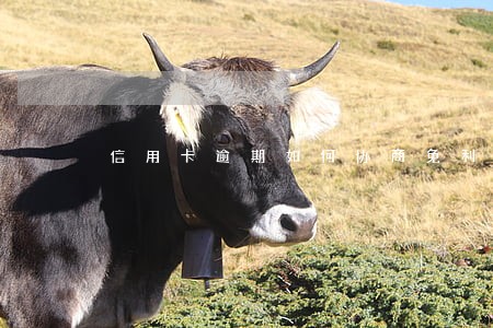 信用卡逾期如何协商免利息