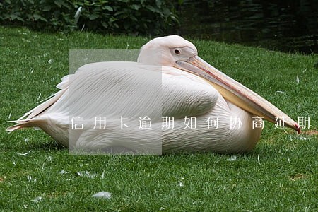 信用卡逾期如何协商延期还