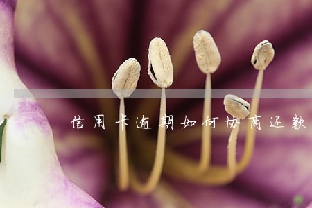 信用卡逾期如何协商还款停止催收 信用卡逾期如何协商还款停止催收