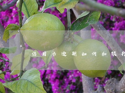 信用卡逾期如何和银行沟通 信用卡逾期如何和银行沟通