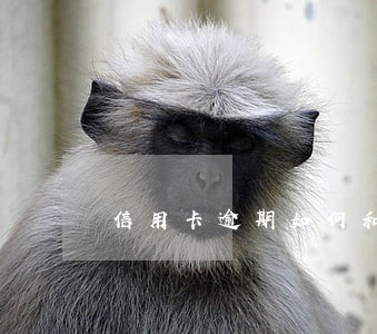 信用卡逾期如何和银行谈 信用卡逾期如何和银行谈