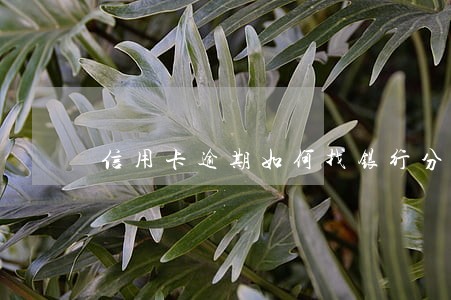 信用卡逾期如何找银行分期还