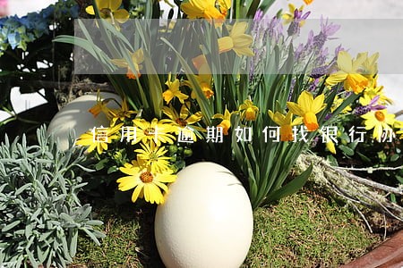 信用卡逾期如何找银行协商分期