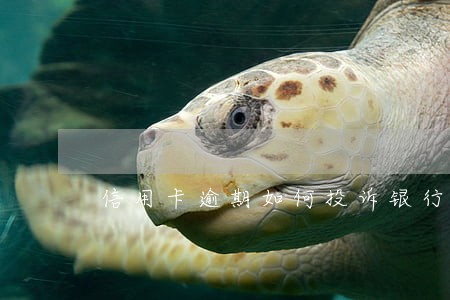 信用卡逾期如何投诉银行