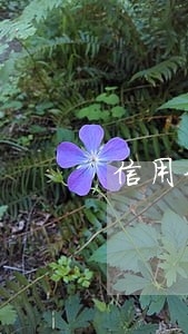 信用卡逾期如何撤销不良记录吗 信用卡逾期如何撤销不良记录吗