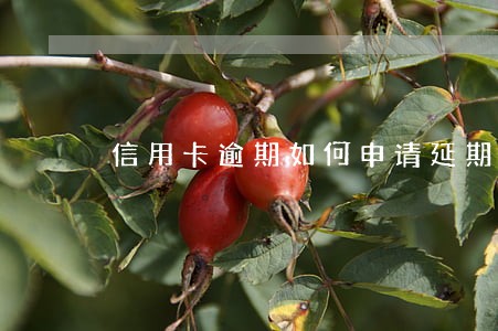 信用卡逾期如何申请延期还款 信用卡逾期如何申请延期还款