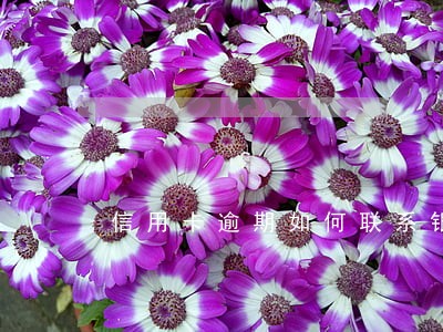 信用卡逾期如何联系银行主管