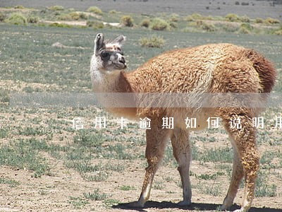 信用卡逾期如何说明用途