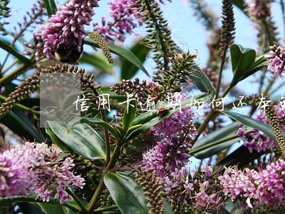 信用卡逾期如何还本免息 信用卡逾期如何还本免息