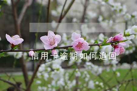 信用卡逾期如何追回 信用卡逾期如何追回