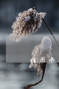 信用卡逾期如何退利息 信用卡逾期如何退利息