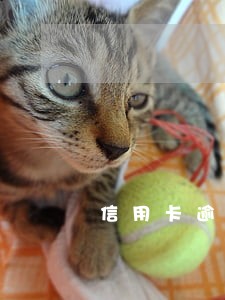 信用卡逾期如何通知 信用卡逾期如何通知