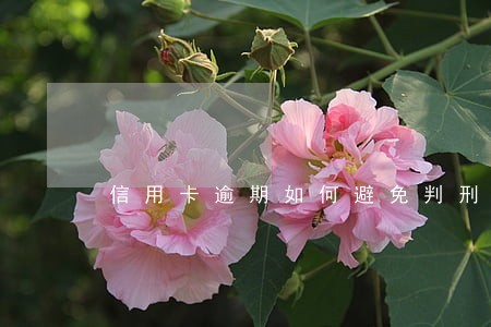 信用卡逾期如何避免判刑 信用卡逾期如何避免判刑