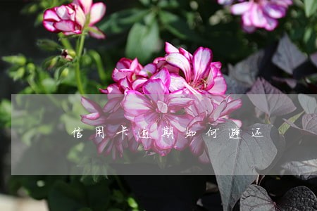 信用卡逾期如何避还 信用卡逾期如何避还