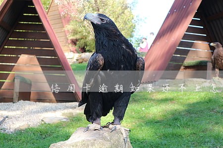 信用卡逾期如果还不上怎么办 信用卡逾期如果还不上怎么办