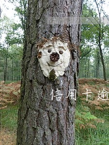 信用卡逾期委托律师协商停催