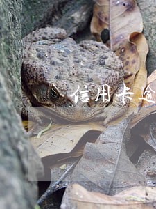 信用卡逾期委托方承诺有用吗 信用卡逾期委托方承诺有用吗