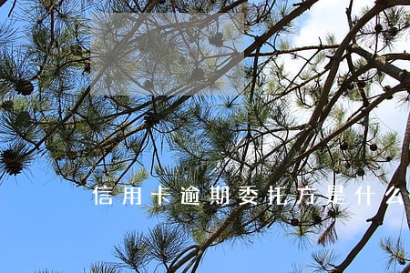 信用卡逾期委托方是什么 信用卡逾期委托方是什么