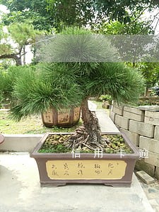 信用卡逾期委托方要语音备案 信用卡逾期委托方要语音备案