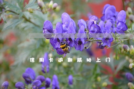 信用卡逾期威胁上门 信用卡逾期威胁上门