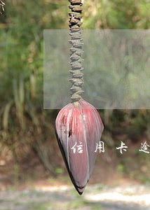 信用卡逾期子女能上学吗 信用卡逾期子女能上学吗