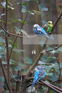 信用卡逾期存款被冻结 信用卡逾期存款被冻结