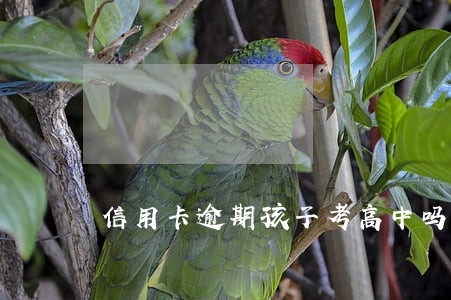 信用卡逾期孩子考高中吗 信用卡逾期孩子考高中吗