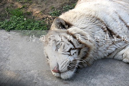 信用卡逾期孩子能上军校吗
